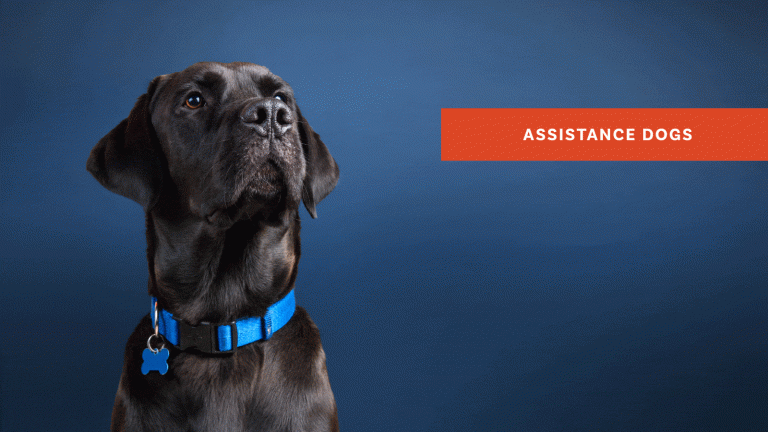 Assistance Dogs